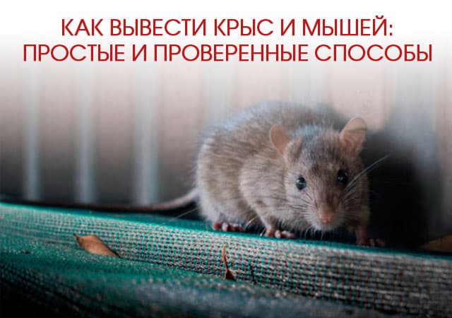 Как вывести крыс и мышей в Королеве: простые и проверенные способы